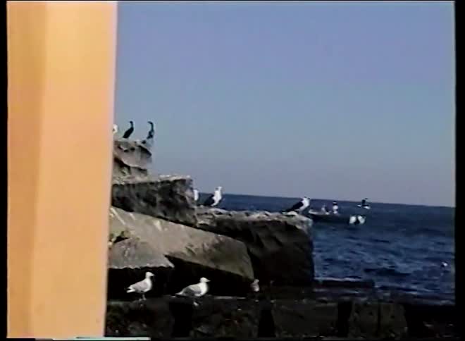 A panning and zooming shot from vintage footage captures cormorants and seagulls perched on a rocky pier on a sunny day