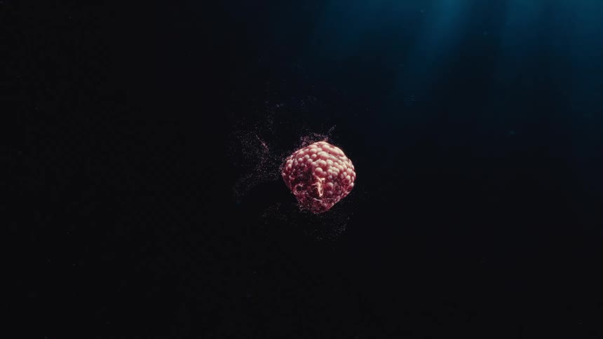 A 3D animated morula, a multicellular embryo in its early stage of development, rotates in a dark, fluid environment