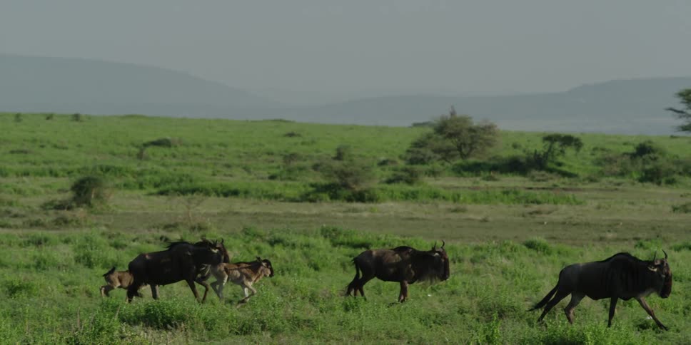 Herd of wild cattle marching across the plains