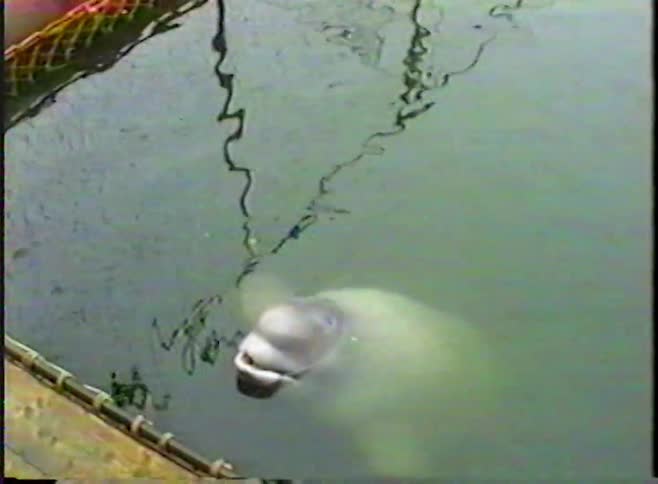 Vintage VHS footage shows a beluga whale surfacing in its enclosure with its mouth wide open