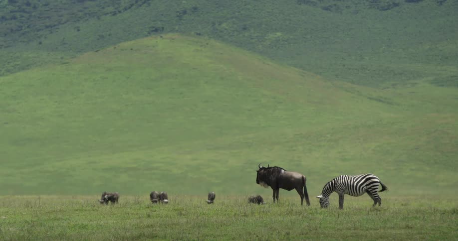 Water buffalo and a zebra grazing in a grassy field