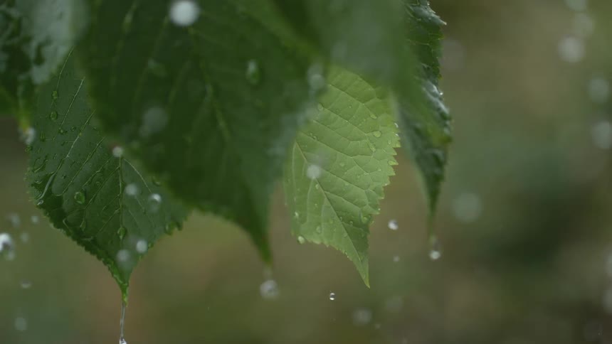 A mesmerizing close-up slow motion shot captures glistening raindrops falling on and dripping from vibrant green leaves