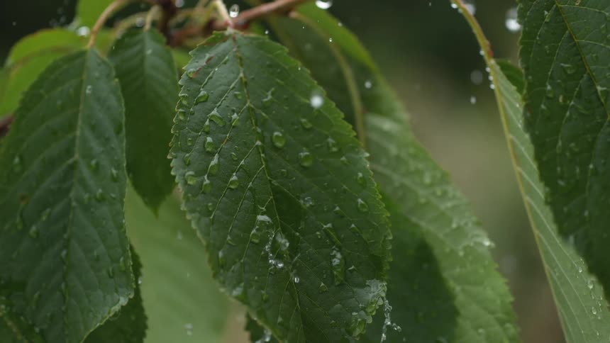 Slow motion close-up of raindrops falling onto vibrant green leaves during a refreshing summer rain shower