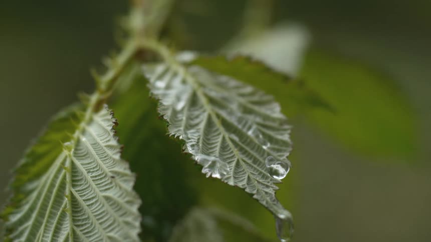 A super slow-motion close-up captures delicate rain droplets falling onto a vibrant green, textured leaf, beading up and rolling off its surface