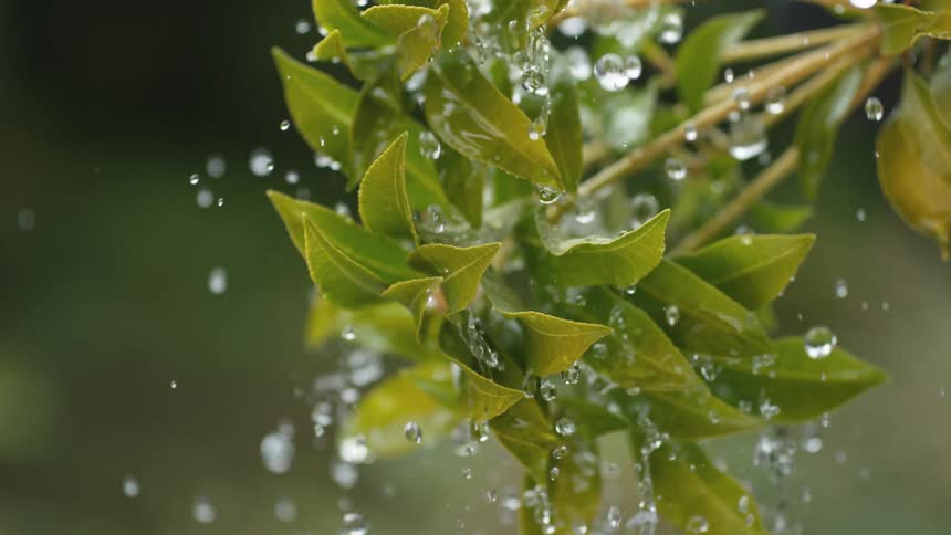 A close-up slow-motion shot of refreshing raindrops falling onto vibrant green leaves