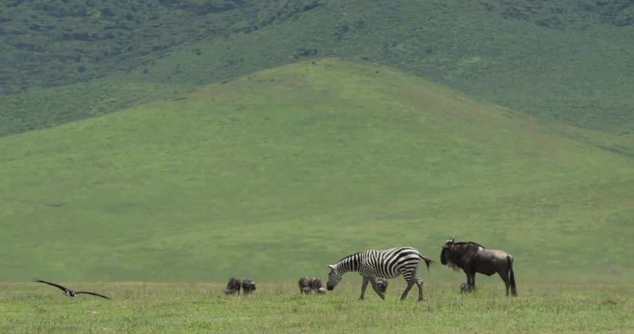A shot of multiple types of animals grazing in a grassy field