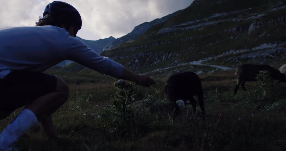 A cyclist kneels down to feed a curious lamb in a mountainous meadow at twilight in slow motion
