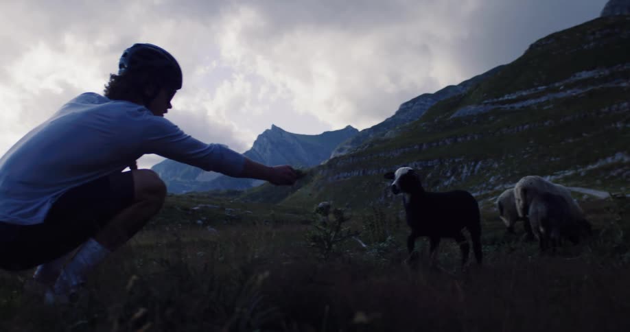 A young male cyclist takes a break in a scenic mountain meadow to gently feed a curious black lamb at dusk