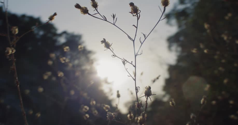 Delicate dried wildflowers are backlit by the golden hour sun in a dreamy close-up slow-motion shot