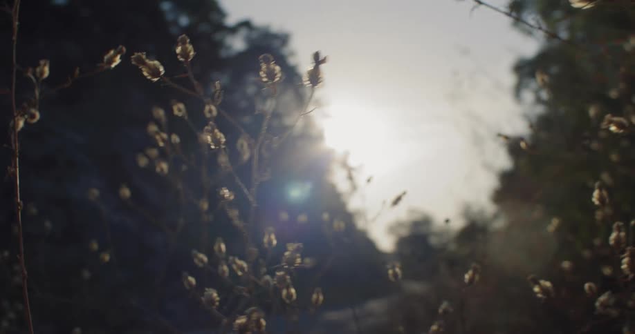 A dreamy slow-motion pan across delicate dry plants backlit by the setting sun
