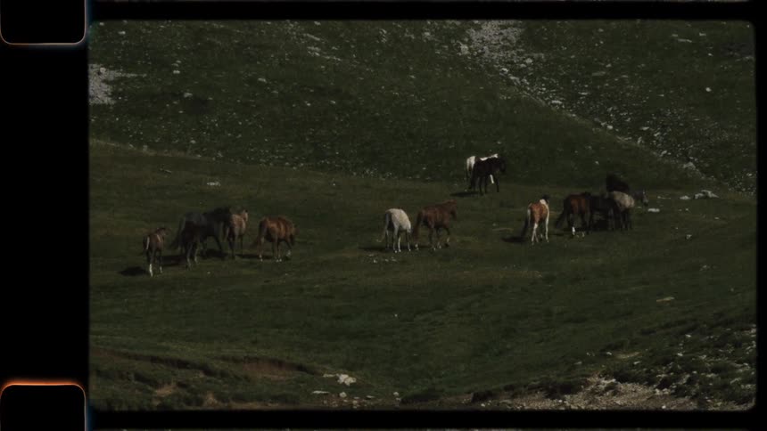 A herd of wild horses grazes on a grassy mountain slope in this vintage-style footage