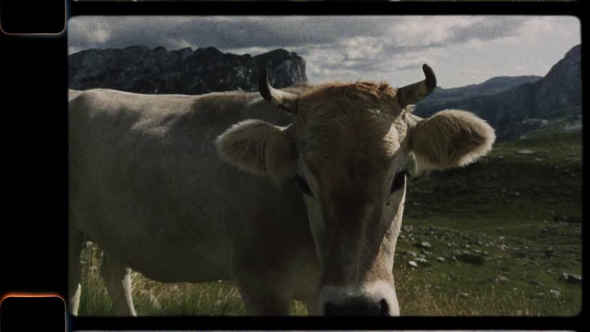 A cow looks directly into the camera in a lush mountain meadow on a cloudy day, captured on vintage Super 8 film