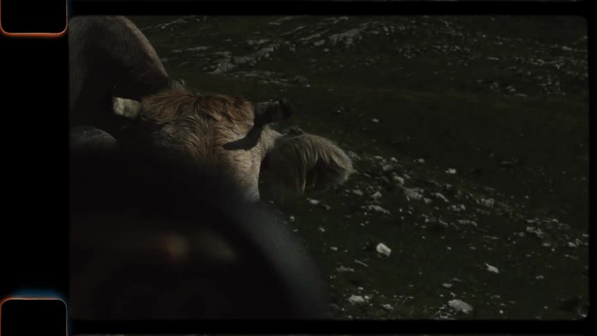 Vintage Super 8 footage shows a curious cow standing on a green, rocky hillside and approaching the camera