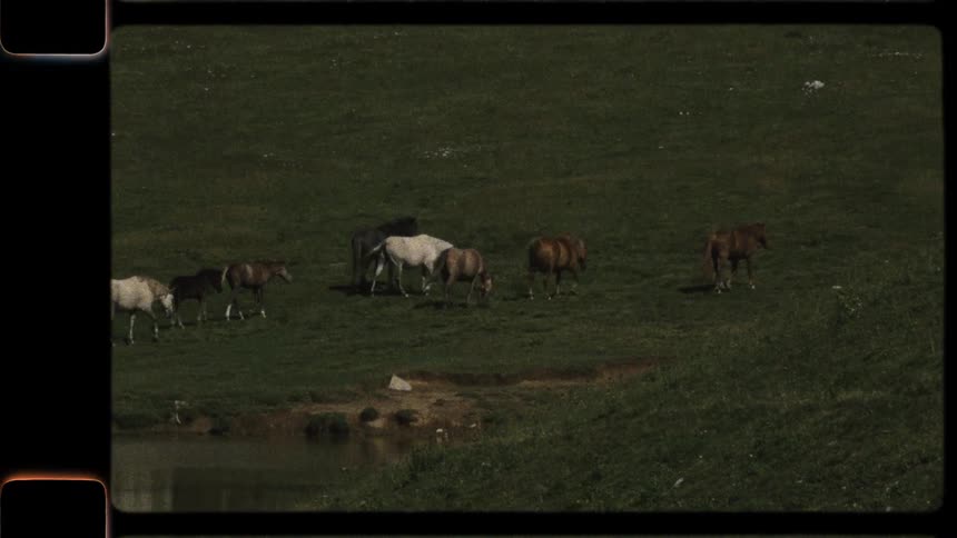 Vintage-style footage shows a herd of wild horses and their foals grazing peacefully in a green mountain meadow next to a pond