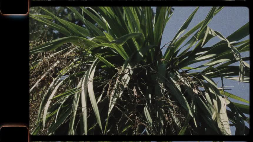 Super 8mm style footage of a tropical plant's leaves moving gently in the wind against a blue summer sky