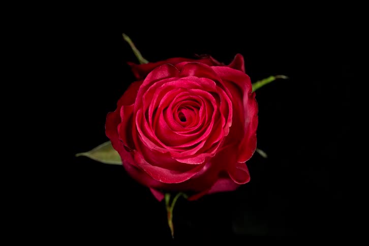 A stunning close-up time-lapse captures a single red rose blooming against a black background