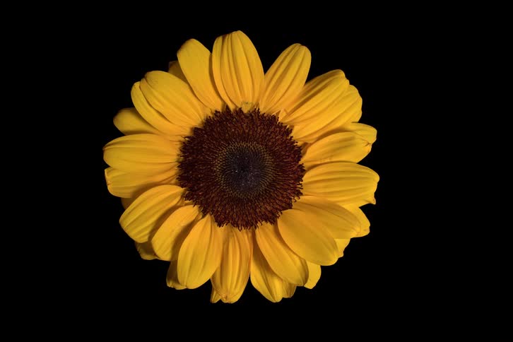 A still life, top-down shot of a vibrant yellow sunflower on a solid black background