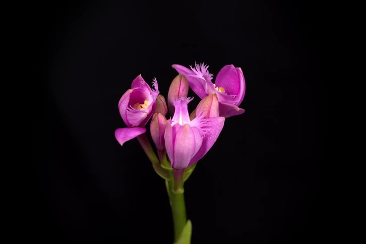 A cluster of purple Spathoglottis orchid flowers gently unfurl their petals in a time-lapse against a stark black background