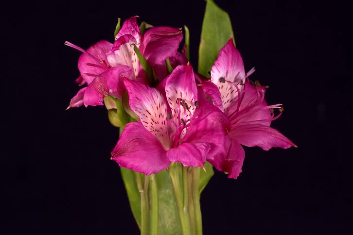 A beautiful bouquet of pink Peruvian lilies wilts and fades away in a dramatic timelapse against a stark black background
