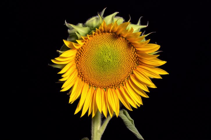 A detailed close-up shot of a vibrant yellow sunflower is isolated against a pure black background