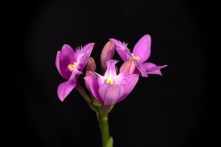 A time-lapse shows a delicate purple orchid with fringed petals slowly opening its blossoms against a solid black background
