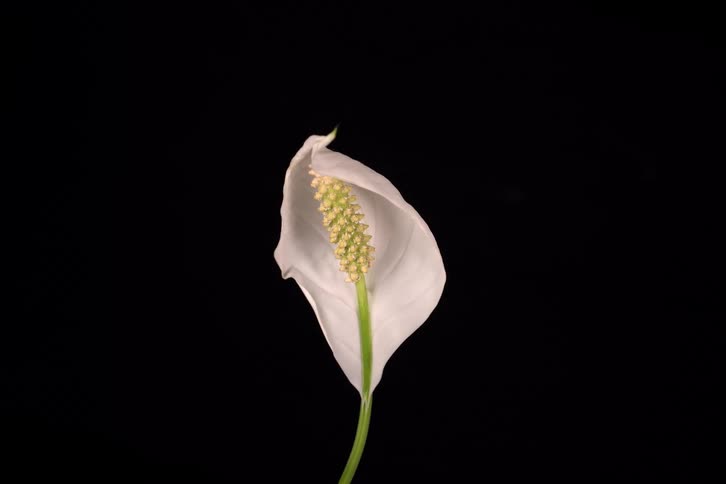 A time-lapse of a white peace lily flower wilting and dying against a solid black background
