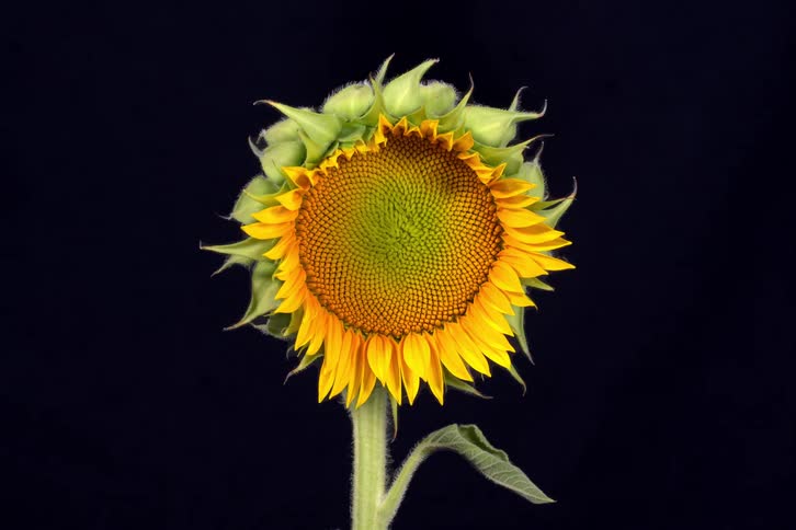A stunning time-lapse captures a single yellow sunflower as it blossoms against a solid black background