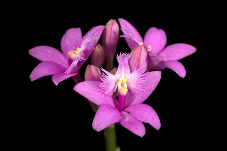 A beautiful purple orchid flower blooms in a captivating time-lapse against a stark black background