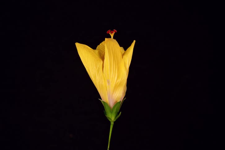 Reverse time-lapse captures a vibrant yellow hibiscus flower slowly folding its petals to close against a black backdrop