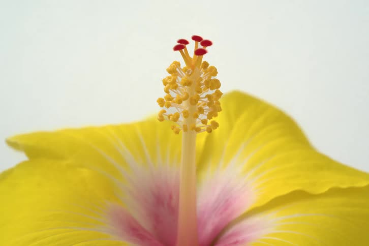 An extreme close-up shot focuses on the intricate details of a yellow hibiscus flower's pistil and stamen against a white background