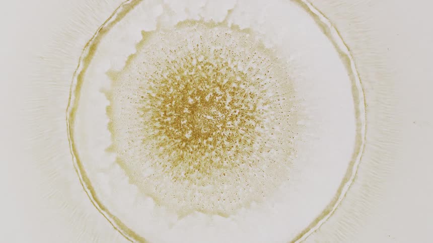 A golden circle of paint spreads and dries into a crystalline pattern against a white background