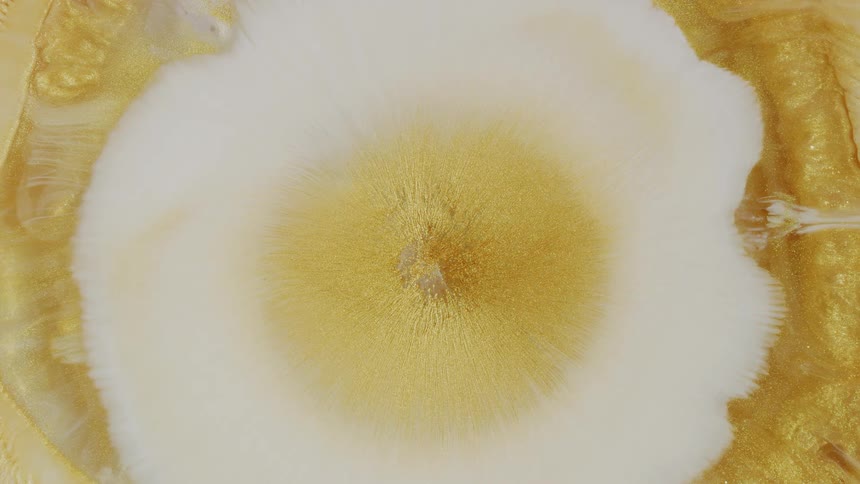 An abstract top-down view of white liquid expanding slowly into a bed of sparkling gold paint