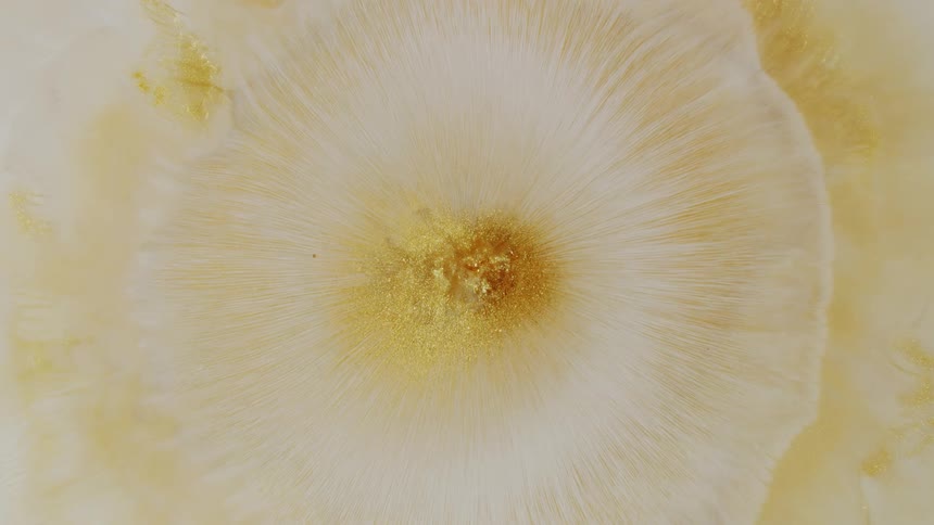 An abstract macro shot of shimmering gold and white inks slowly blending and expanding to create a beautiful, organic, flower-like pattern