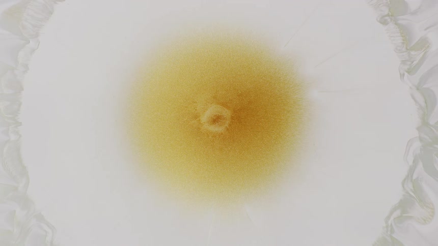 Mesmerizing top-down time-lapse of a golden-yellow substance crystallizing and expanding on a white liquid surface