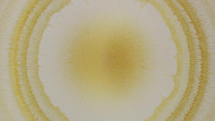 A hypnotic time-lapse shows a golden chemical crystallization process expanding radially in intricate, concentric rings