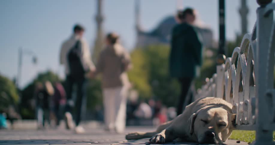 A dog peacefully sleeps on a sunny sidewalk in Istanbul, unfazed by the blurred figures of people walking by, with a historic mosque in the background