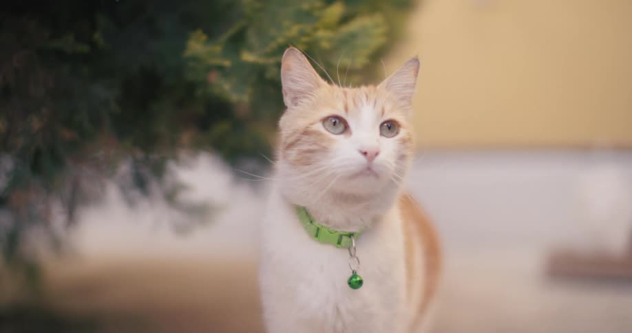 Slow-motion close up of a curious ginger and white cat wearing a green bell collar