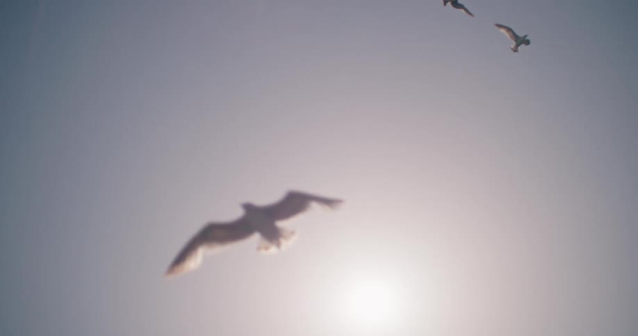 A flock of seagulls soars gracefully in slow motion across a bright, sun-filled sky