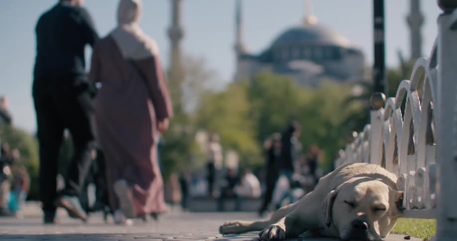 A stray dog sleeps peacefully on a busy street in Istanbul as the focus pulls from the iconic Blue Mosque in the background