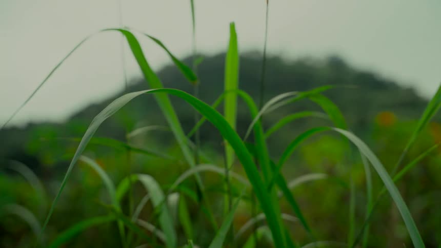 A serene close-up of vibrant green grass blades with a soft-focus mountain in the background