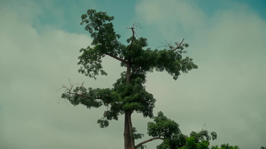 A low-angle view of a uniquely shaped, tall green tree swaying in the wind against a cloudy, teal-colored sky