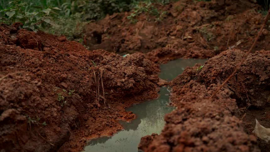 A swarm of tiny insects gathers on the surface of a muddy puddle in freshly dug earth