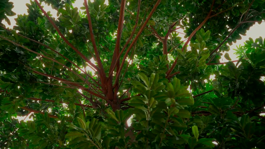 Sunlight peeks through the vibrant green leaves of a gently swaying tree from a low-angle perspective