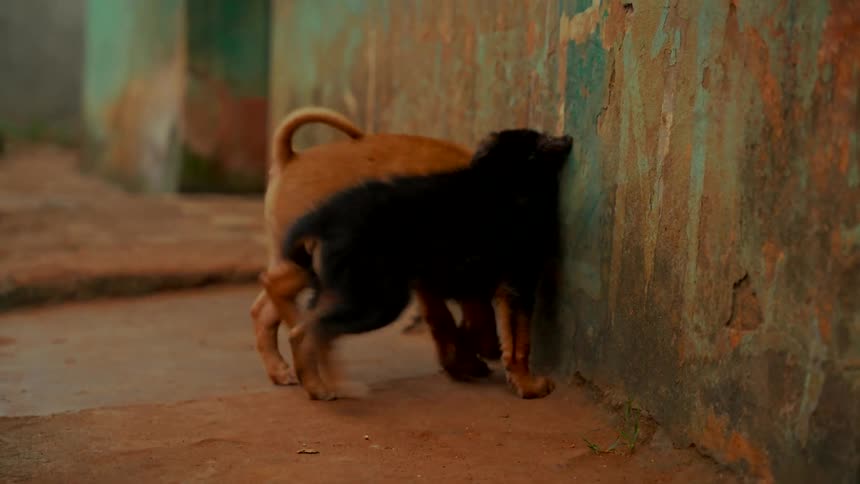 Two adorable puppies playfully wrestle in slow motion in a gritty alley between weathered buildings