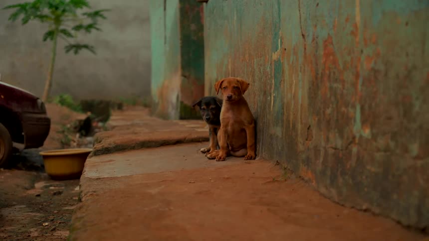 Two playful puppies wrestle and cuddle on a concrete path beside a rustic green and brown wall