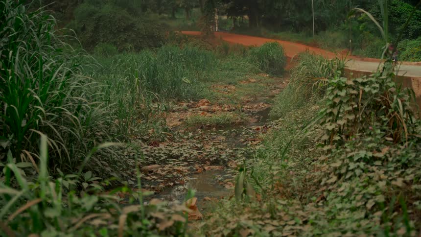 A stagnant, polluted stream filled with trash is surrounded by overgrown green vegetation next to a rural dirt road