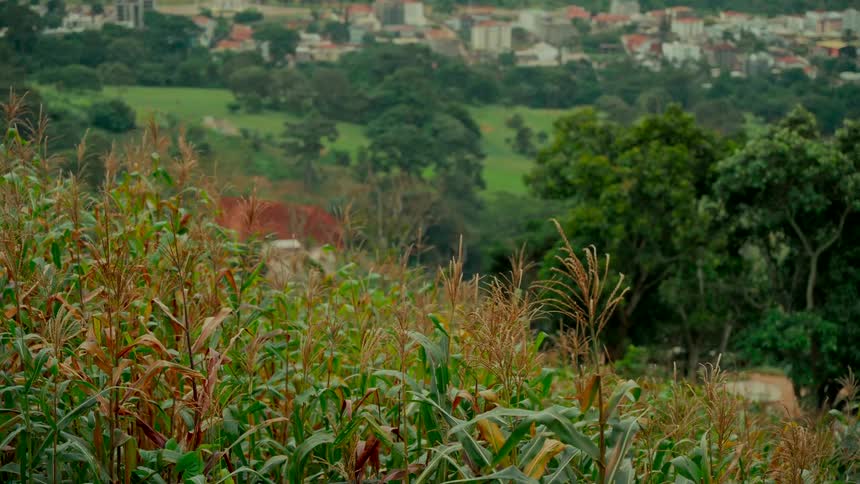 A tranquil cornfield on a rural hillside gently sways in the breeze with a town visible in the distant background