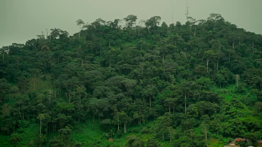 A static wide shot captures the dense, vibrant green foliage of a tropical rainforest covering a large hill under an overcast sky