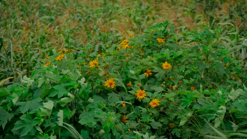 Yellow wildflowers blow in the wind in front of a green cornfield on a farm