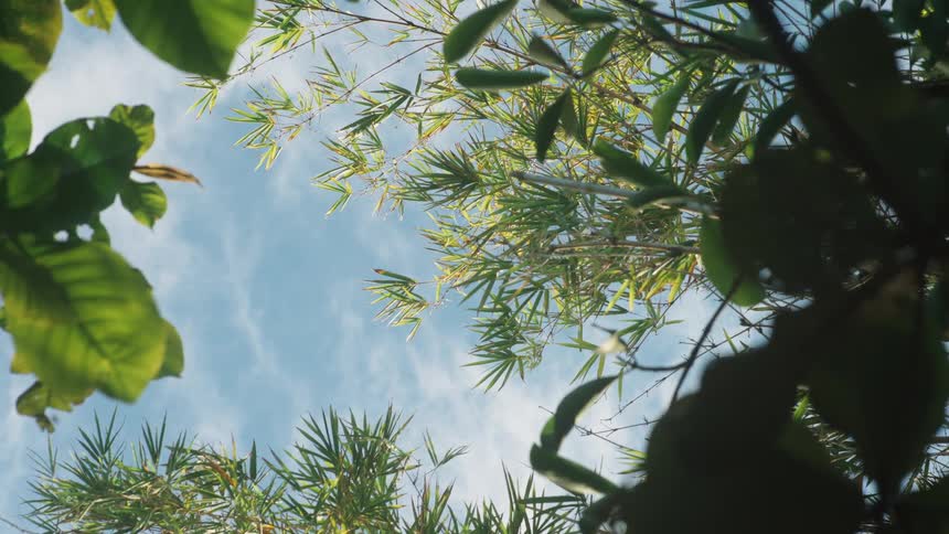 Looking up from a tranquil forest floor, a bird soars through the blue sky framed by green bamboo and tree leaves